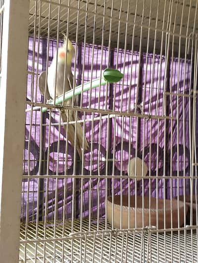 cockatiel male only