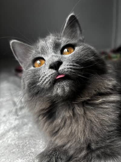 Grey and Cream Cat For Sale