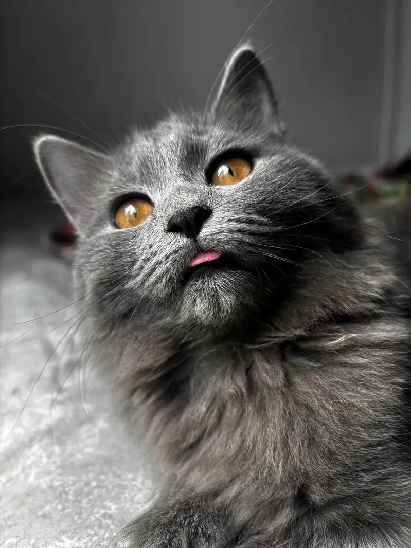 Grey Cat For Sale