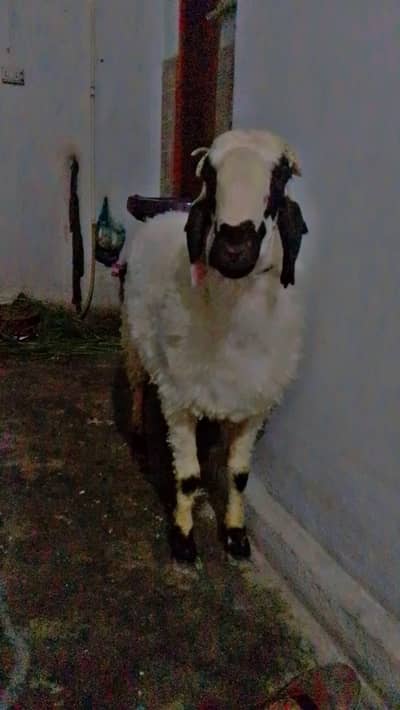 Sheep
