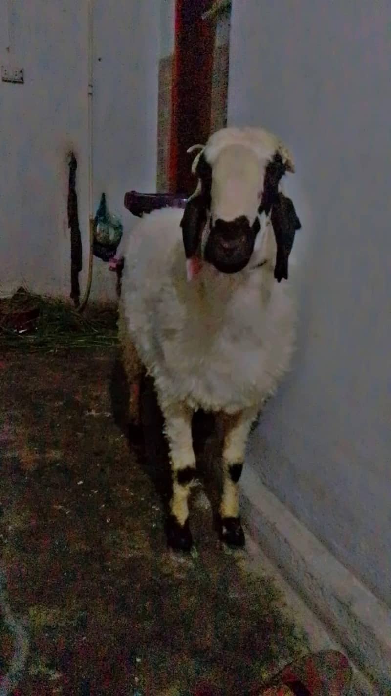 Sheep| dumba| 0