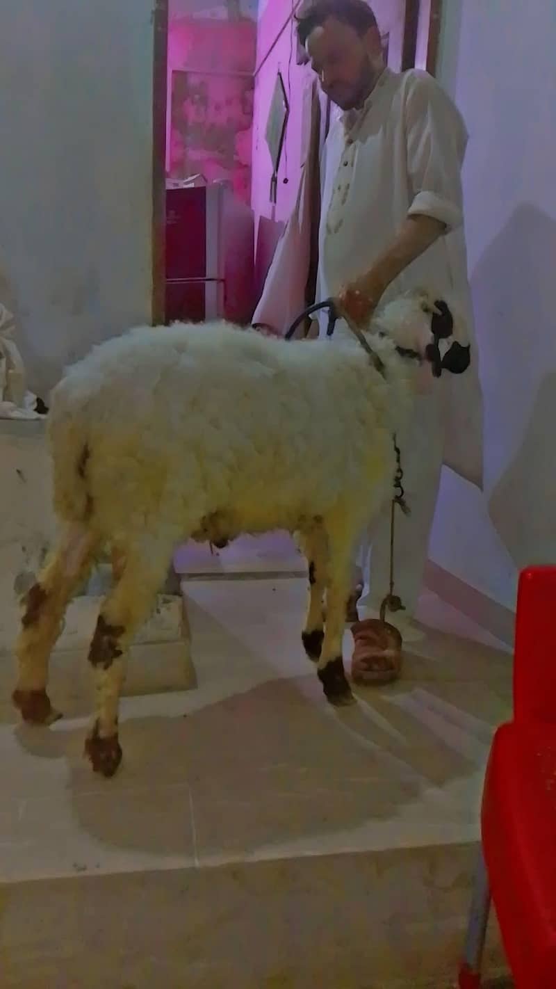 Sheep| dumba| 1