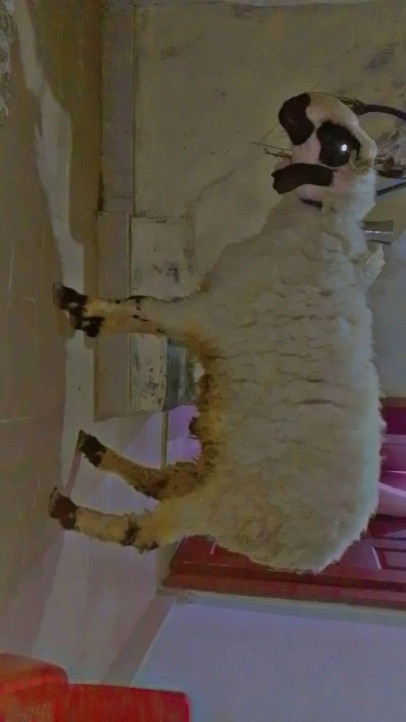Sheep| dumba| 2
