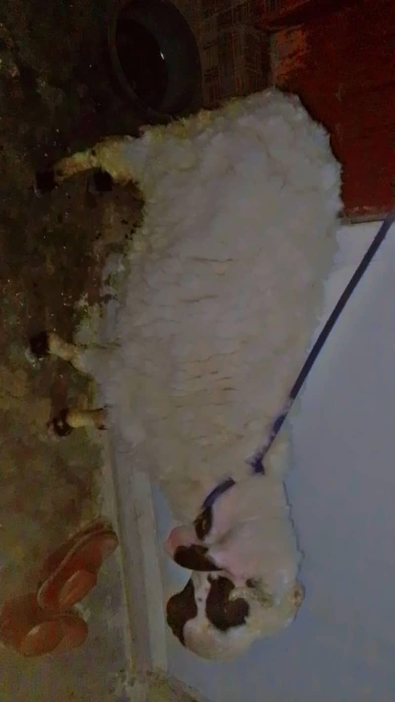 Sheep| dumba| 3