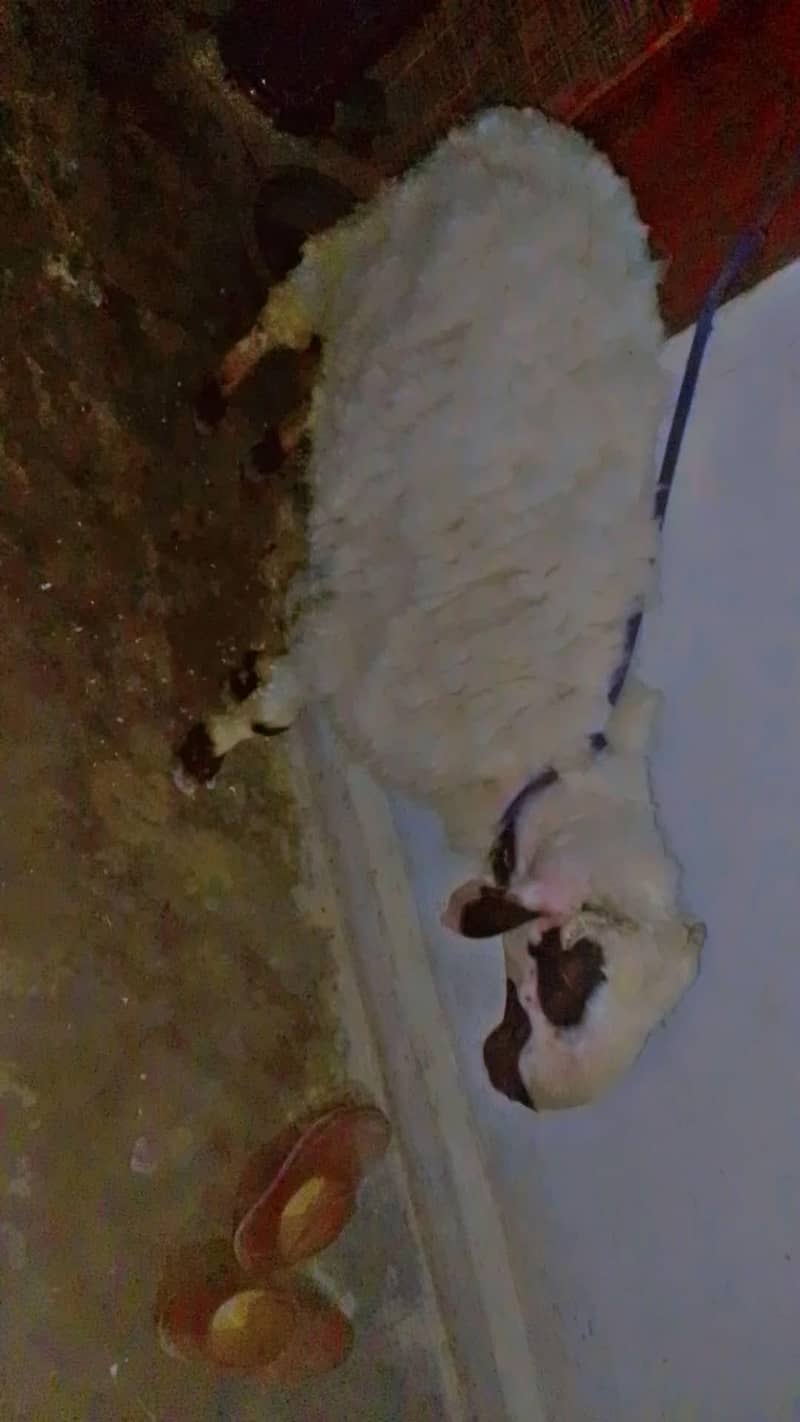 Sheep| dumba| 4