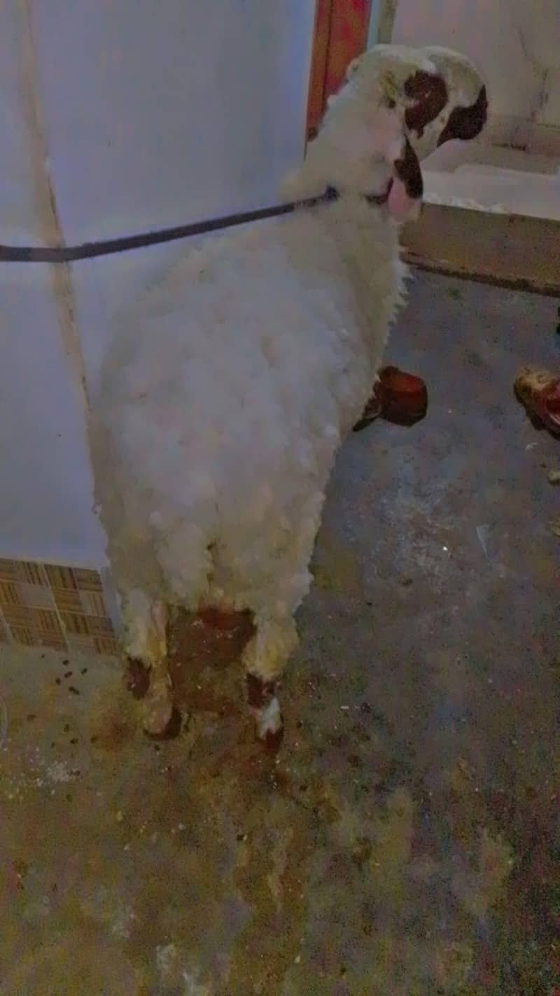 Sheep| dumba| 5