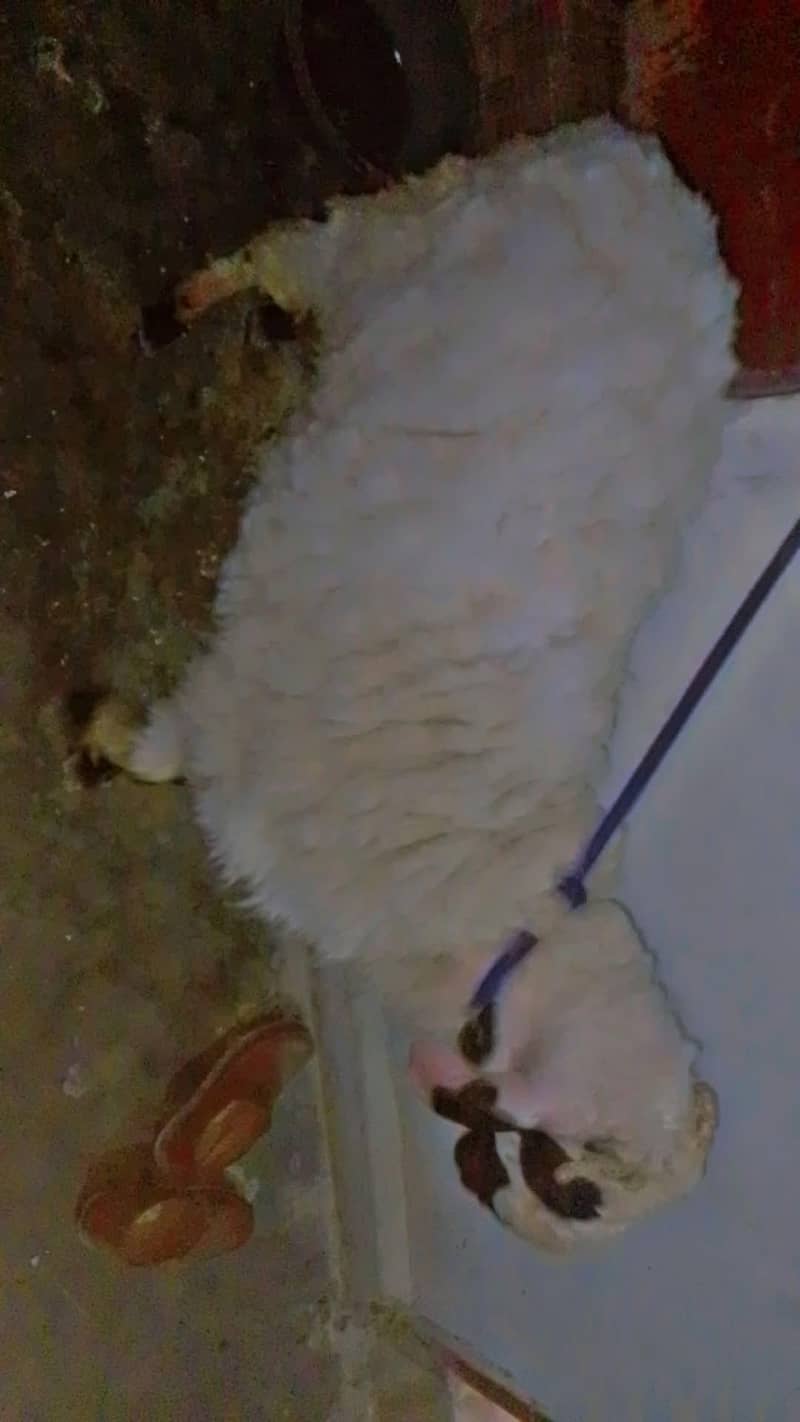 Sheep| dumba| 6