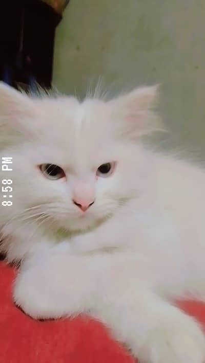 Male Adult Persian Cat for Urgent Sale
