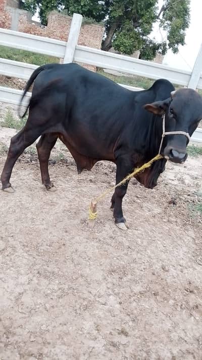 Healthy Qurbani Bulls – Direct From Farm