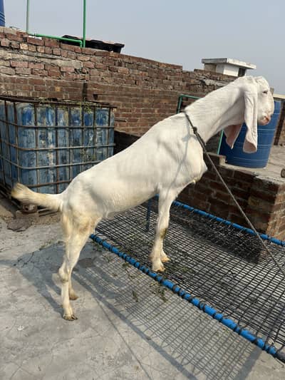 Bakra
