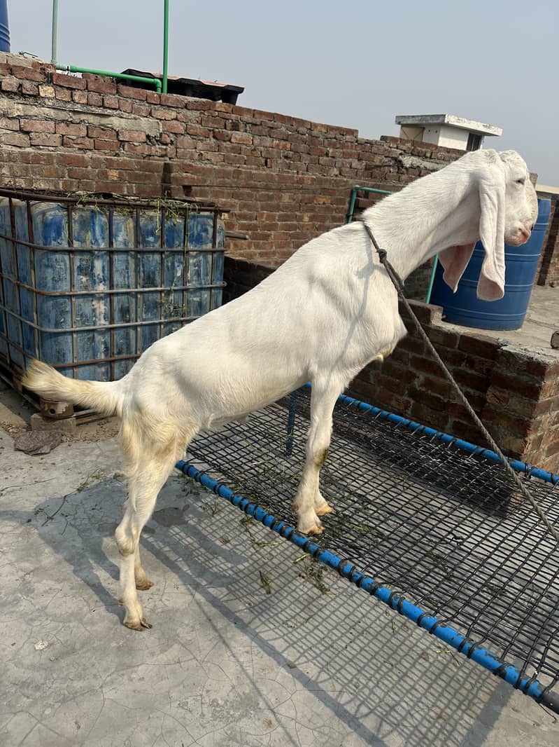Bakra 0