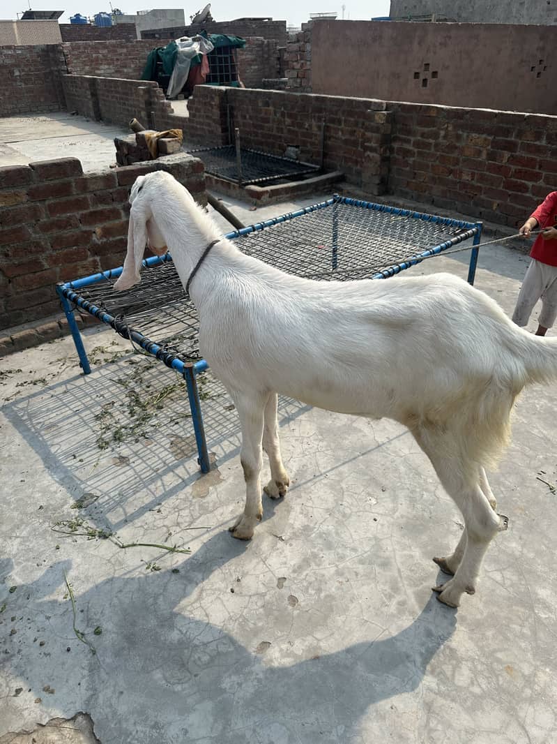 Bakra 1