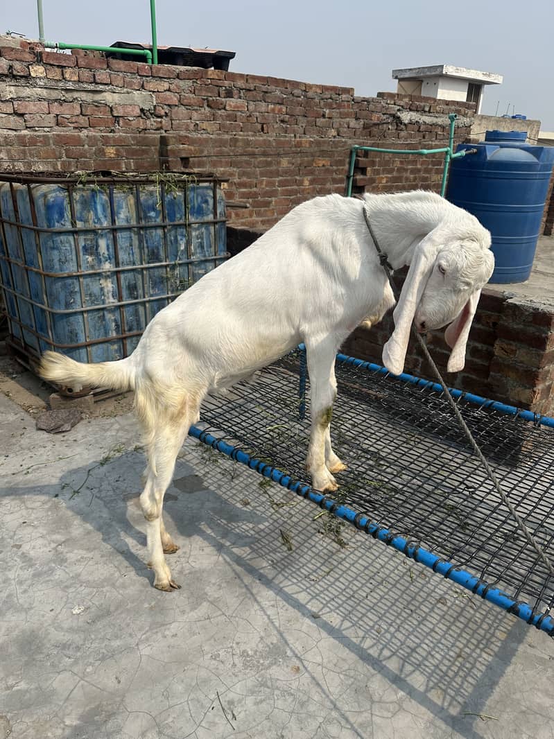 Bakra 2
