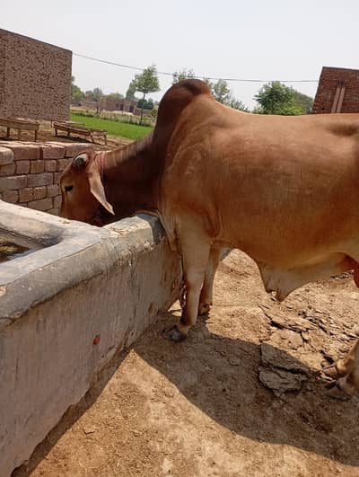 Sahiwal Nasal