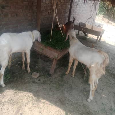  MashAllah Beautiful Qurbani Bakray | Strong Body & Healthy