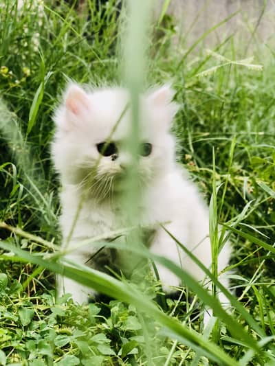 parshion cat