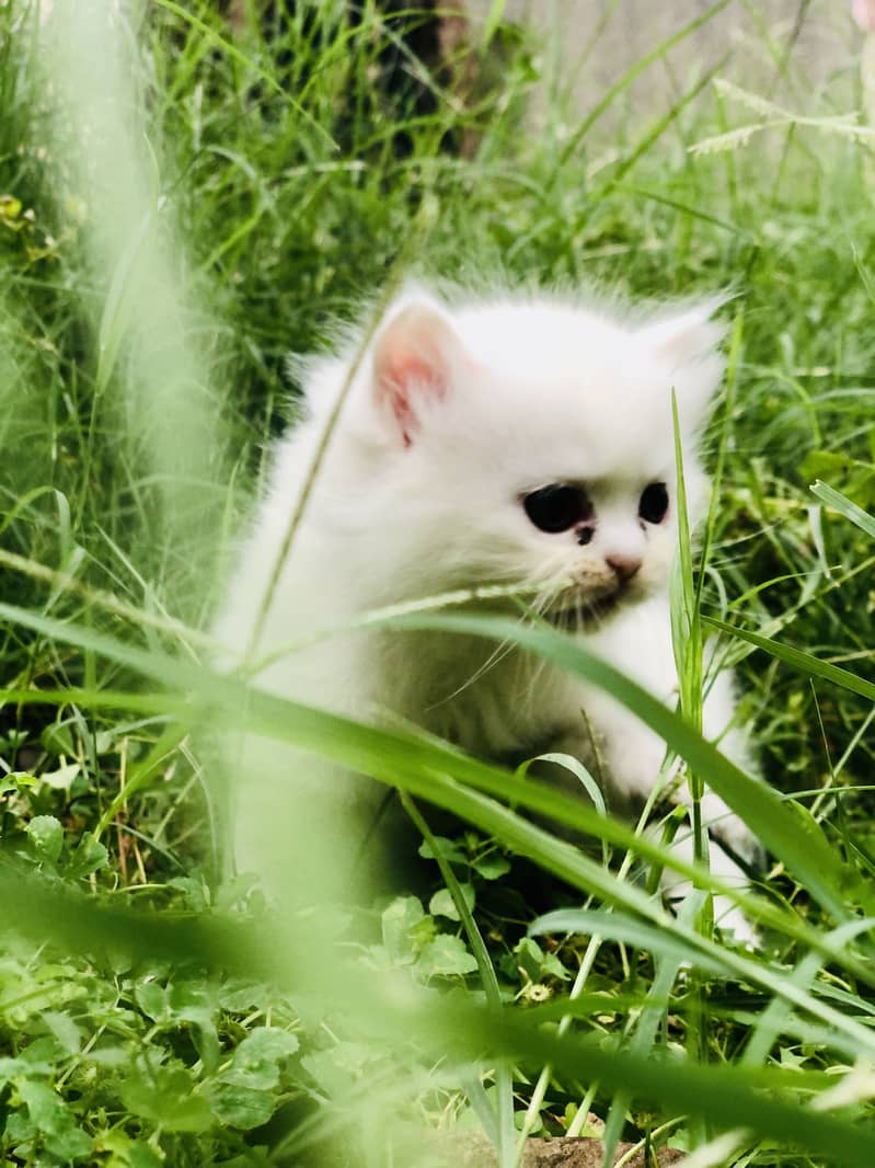 parshion cat 1