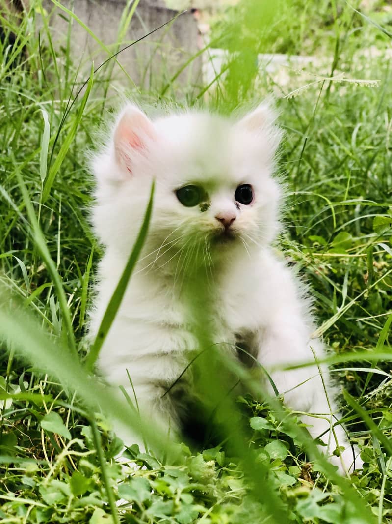 parshion cat 2