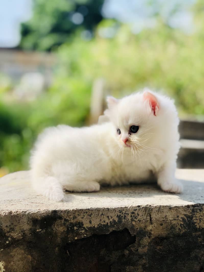 parshion cat 3