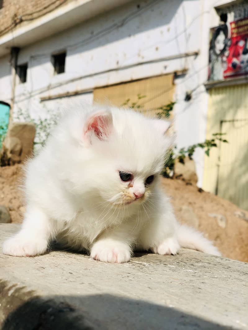parshion cat 4