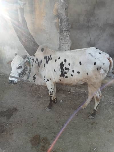 Qurbani for sale