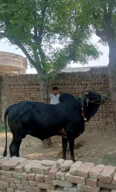 Bull for sale qurbani 2026
