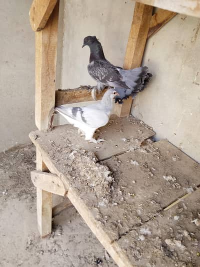 lucky