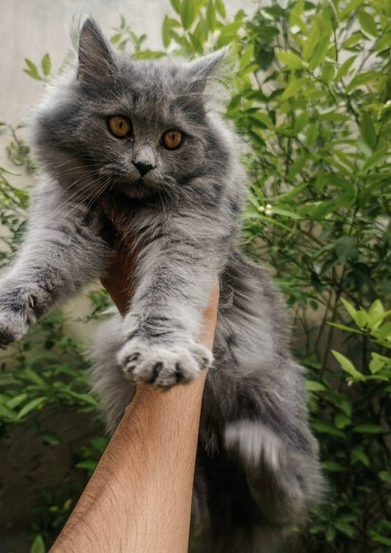 kittens plus cats 1