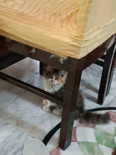 kittens plus cats
