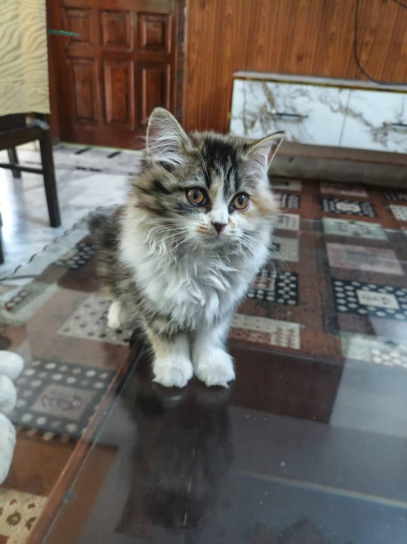 kittens plus cats 5