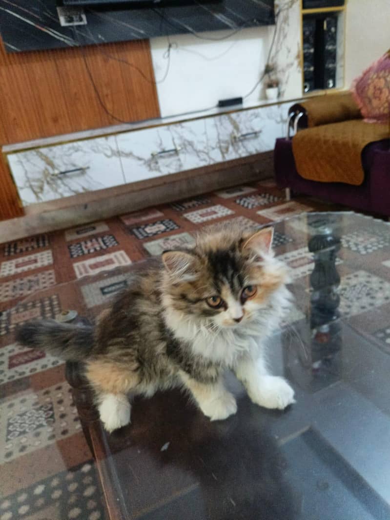 kittens plus cats 6