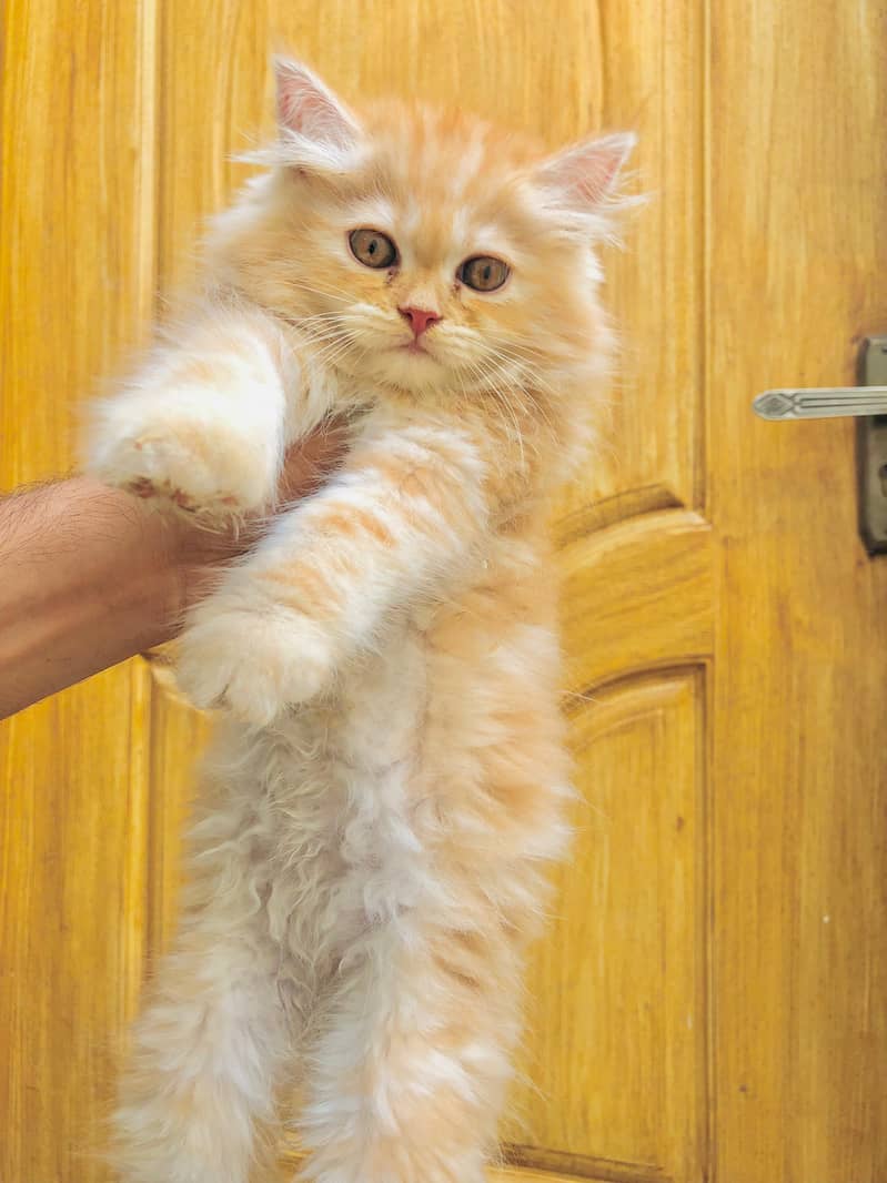 kittens plus cats 7