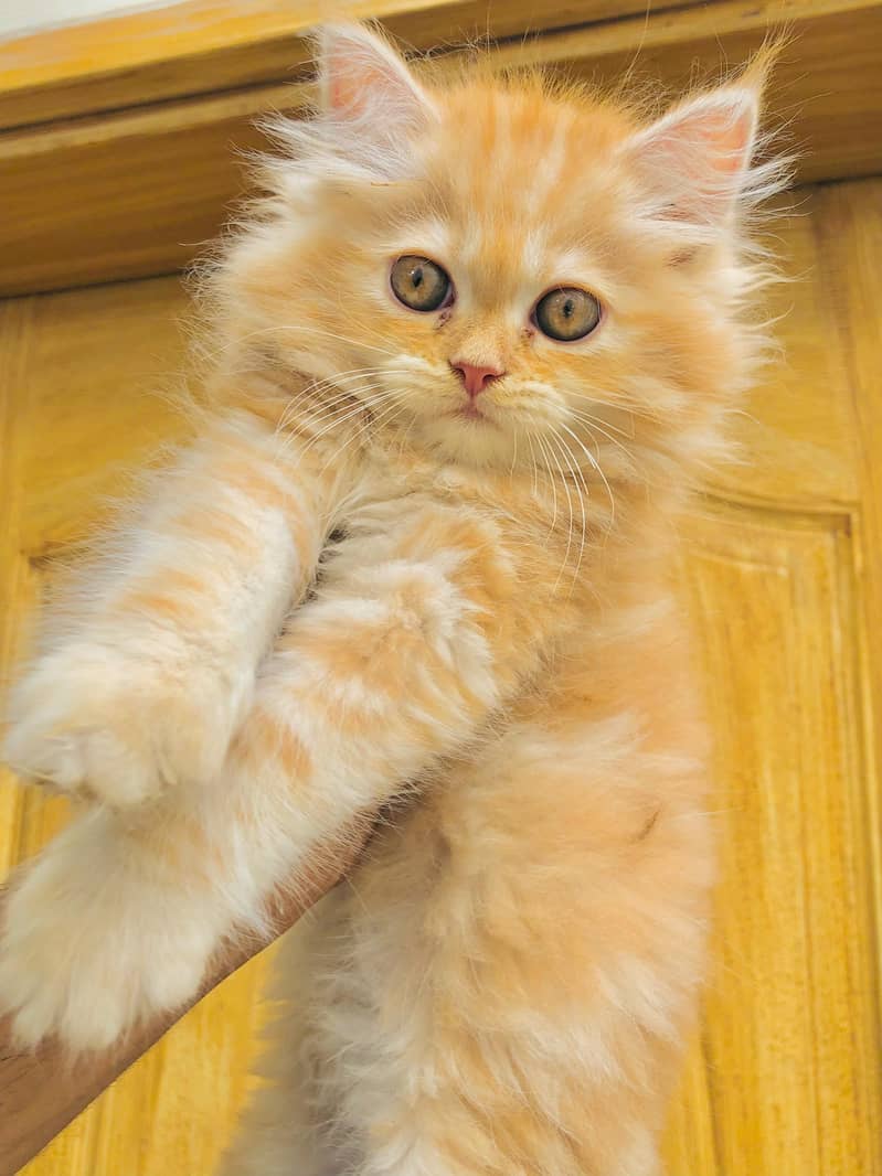 kittens plus cats 8