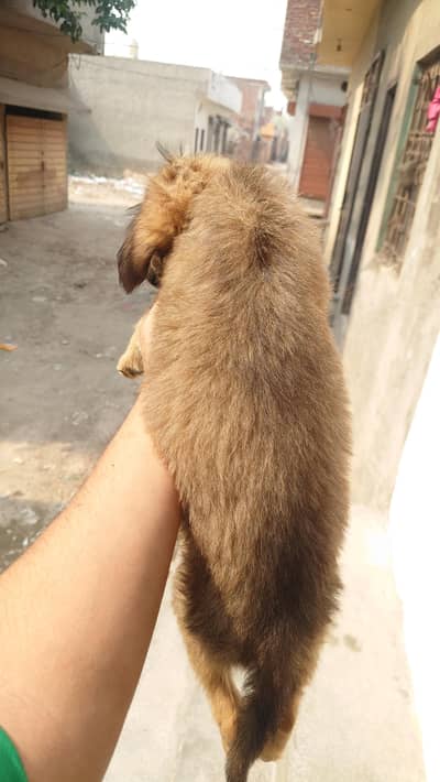 Belgian shepherd male