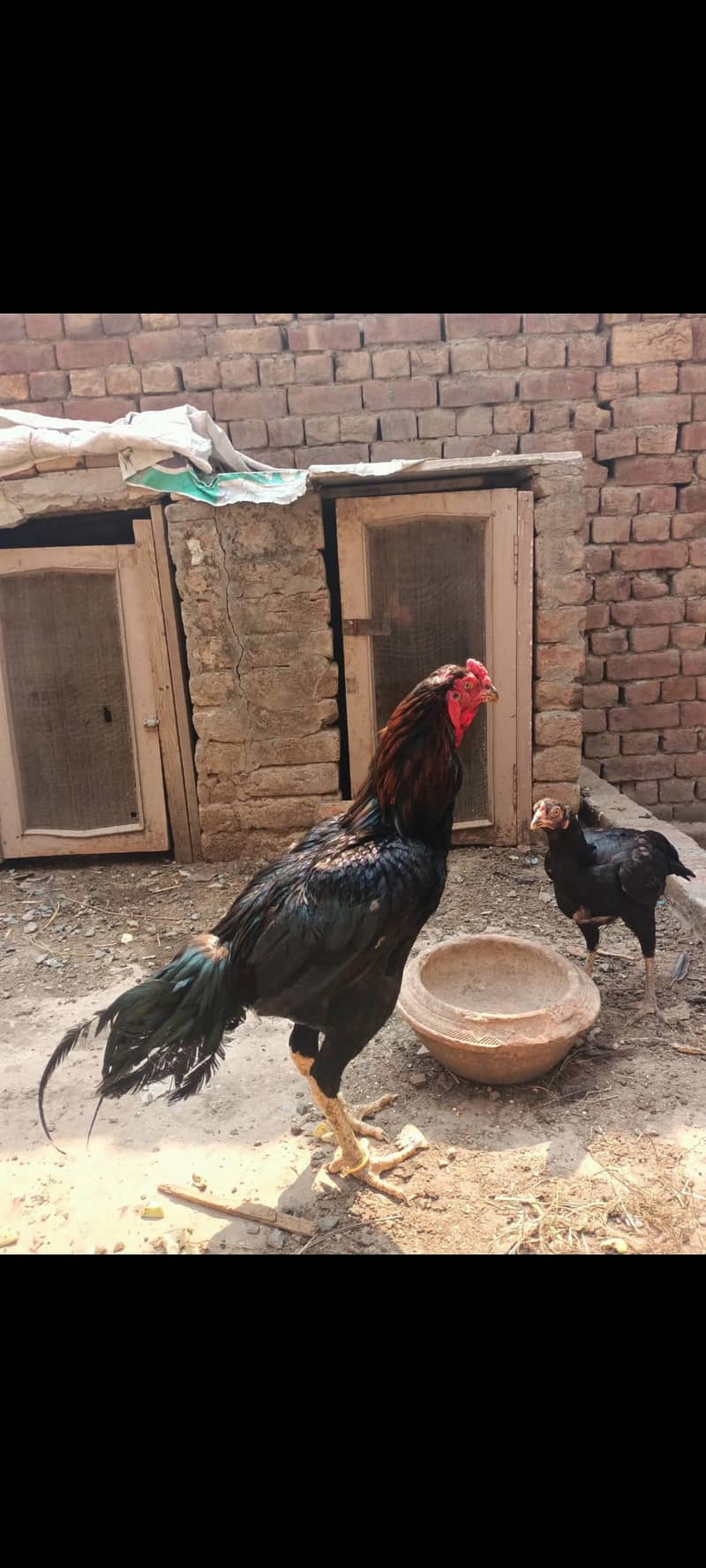 ہر قسم کے اصیل مرغے اور مرغیاں دستیاب 0