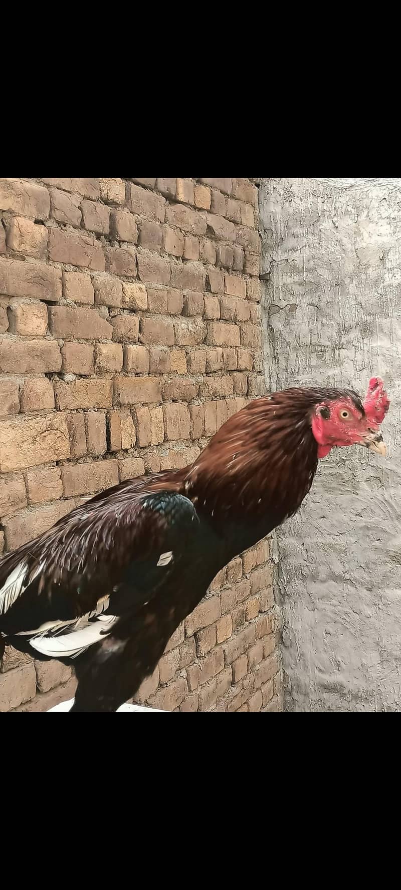 ہر قسم کے اصیل مرغے اور مرغیاں دستیاب 2
