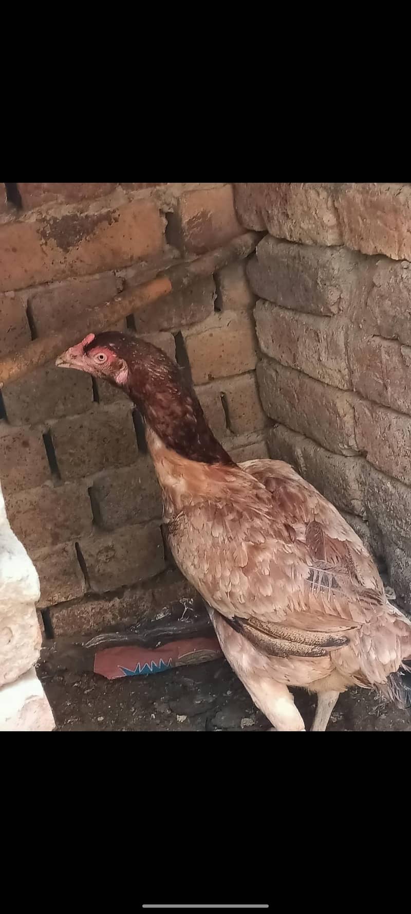 ہر قسم کے اصیل مرغے اور مرغیاں دستیاب 3