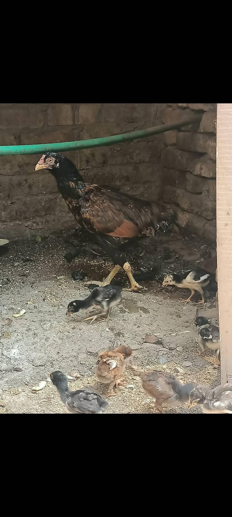 ہر قسم کے اصیل مرغے اور مرغیاں دستیاب 4