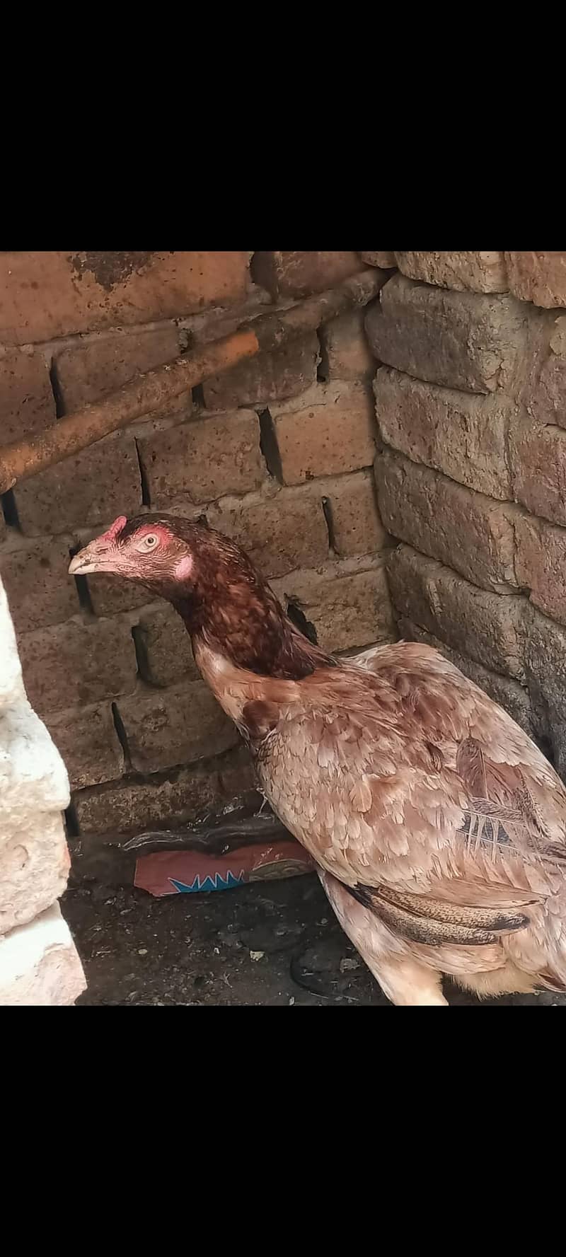 ہر قسم کے اصیل مرغے اور مرغیاں دستیاب 6