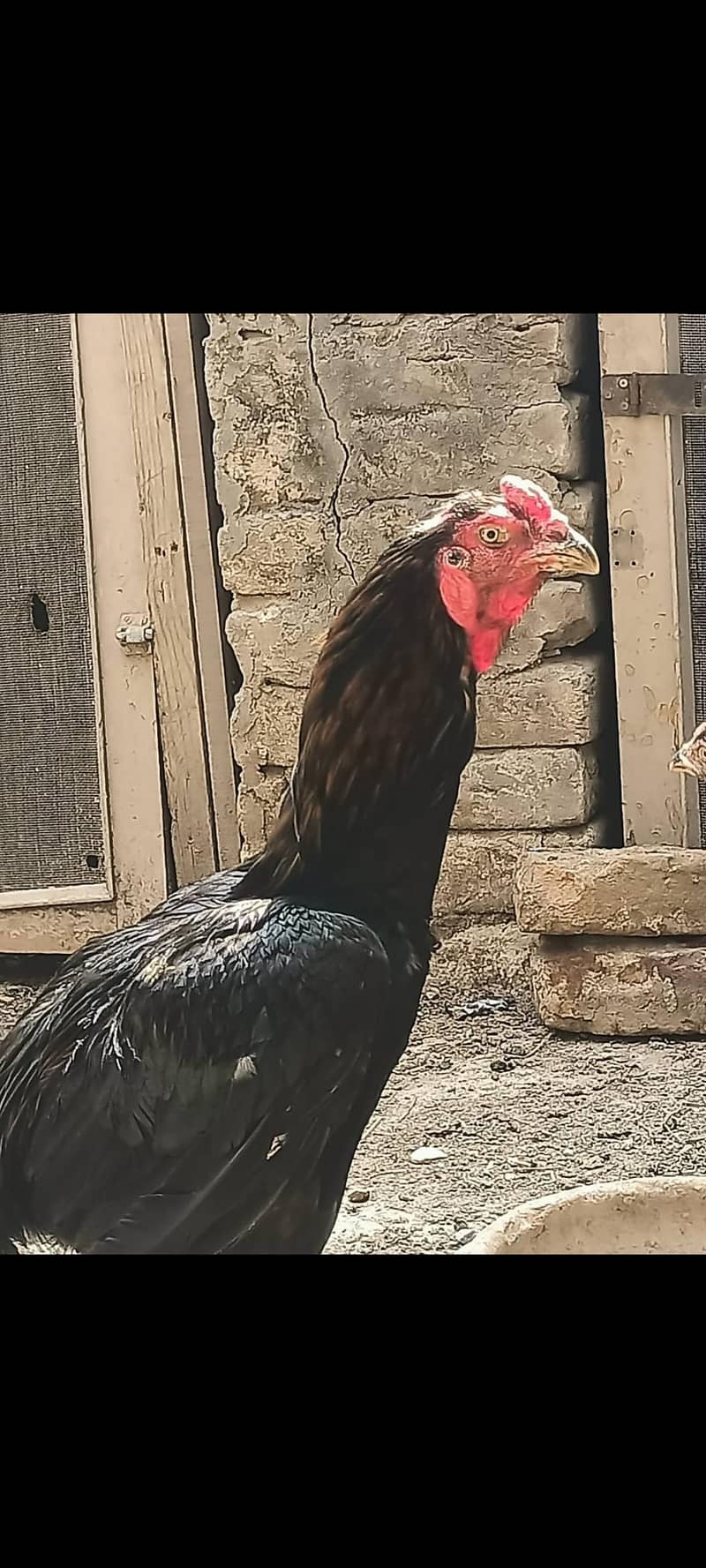 ہر قسم کے اصیل مرغے اور مرغیاں دستیاب 8