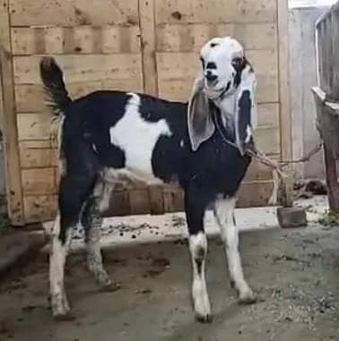 Bakra breeder type 0