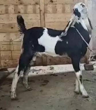Bakra breeder type 1
