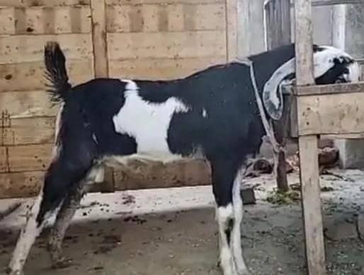 Bakra breeder type 2