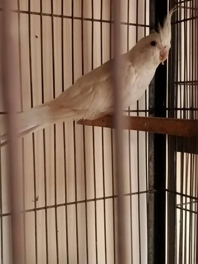 Breeder pair