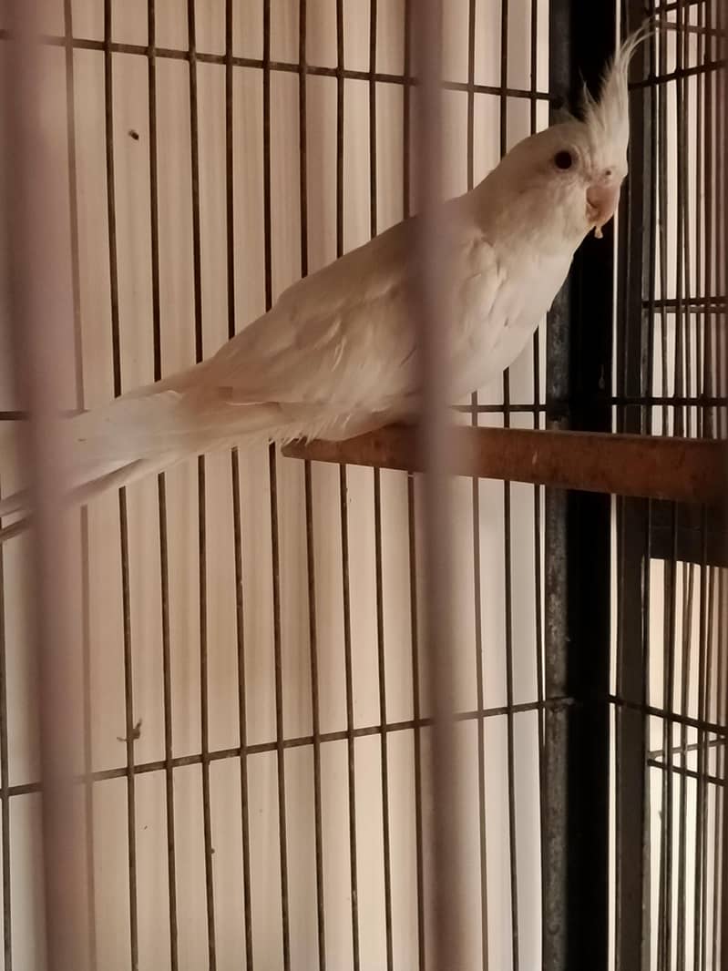 Breeder pair 0