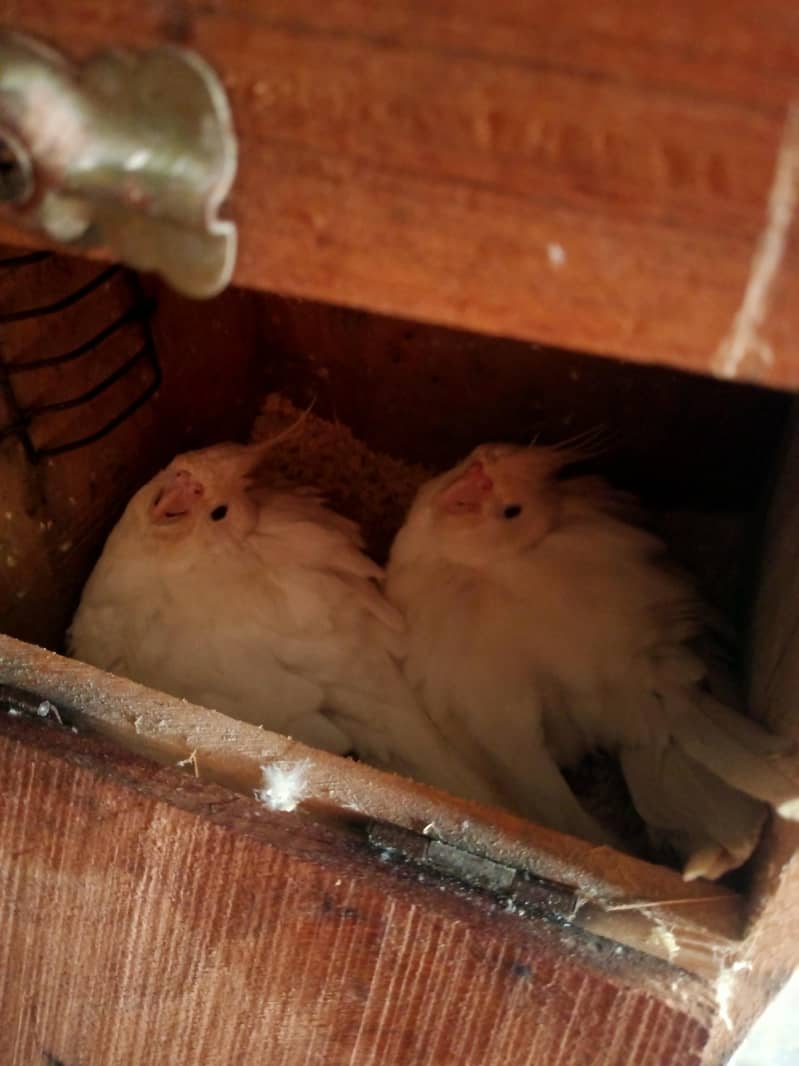 Breeder pair 1