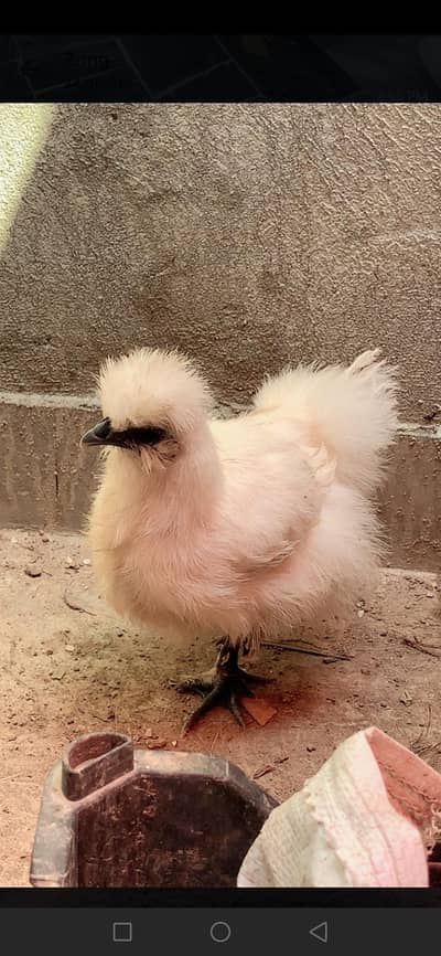 silky chicken pair of 3