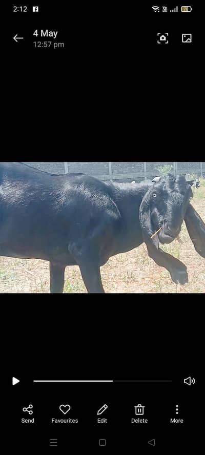 black breeder