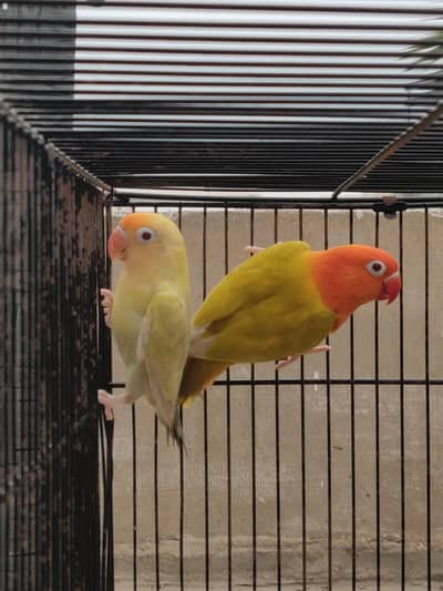 Parblu Palefallow and Green Opline palefallow split b1b2