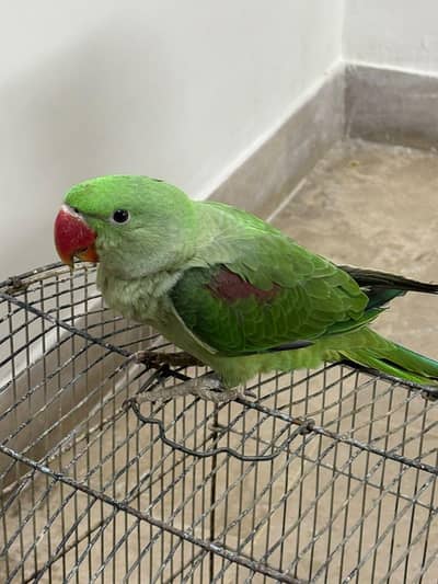raw parrot male